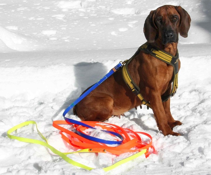 Niggeloh Schweißriemen Biothane Track Orange/gelb/blau Hundehalsbänder & Geschirre